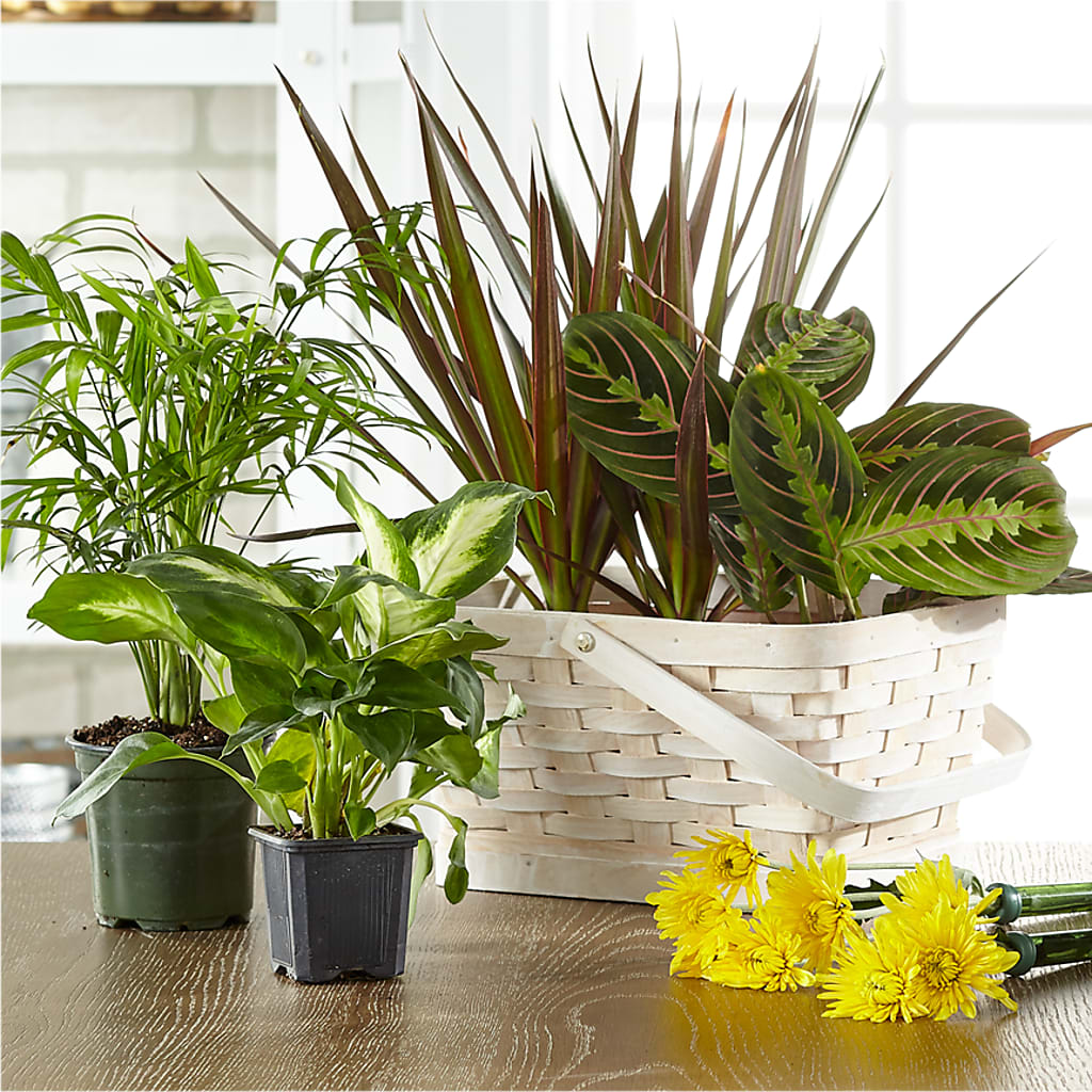 Florist Designed Blooming and Green Plants in a Basket – Coatesville Flower Shop, Coatesville PA