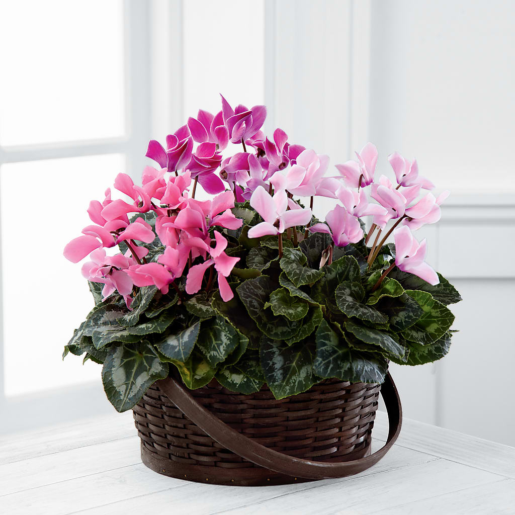 Mixed Cyclamen Planter – Coatesville Flower Shop, Coatesville PA