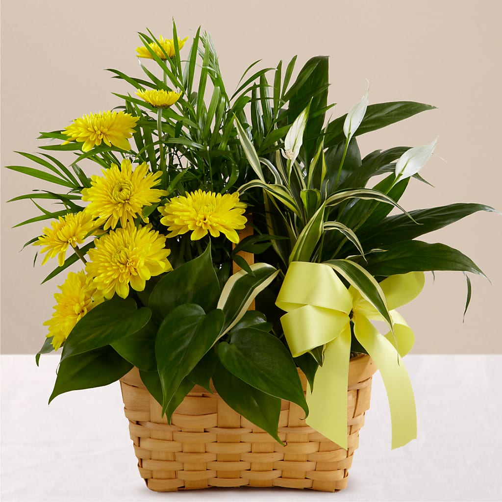 Loving Light Dishgarden – Coatesville Flower Shop, Coatesville PA
