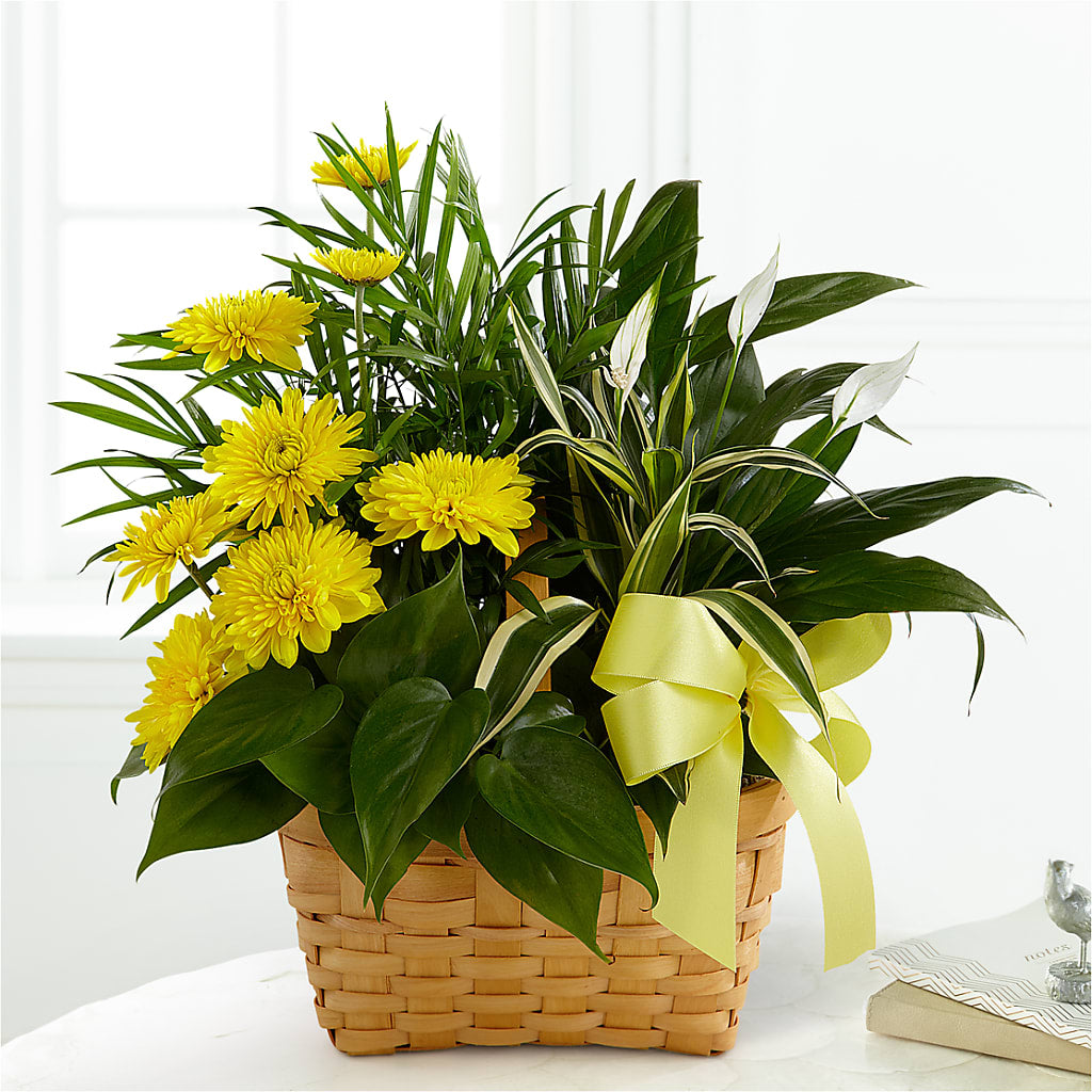 Loving Light Dishgarden – Coatesville Flower Shop, Coatesville PA