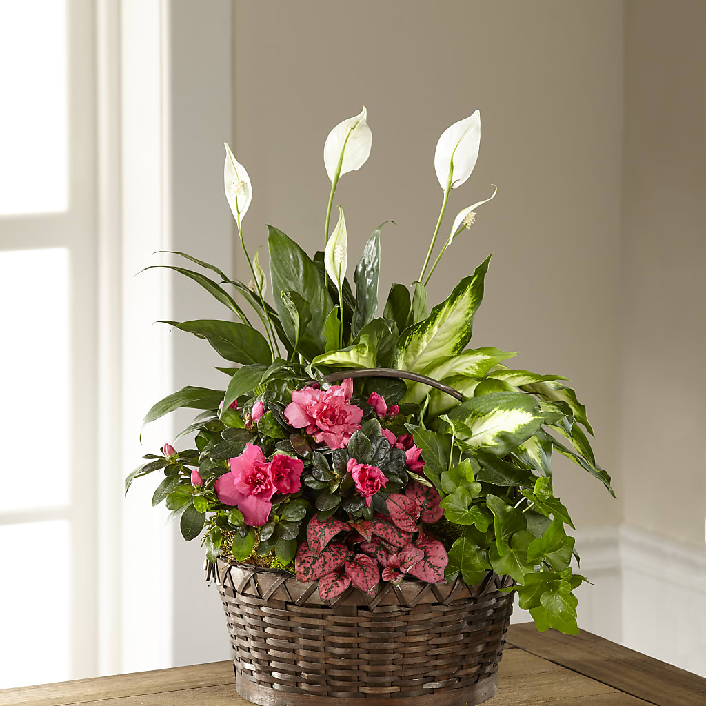 Dream in Pink Dishgarden – Coatesville Flower Shop, Coatesville PA
