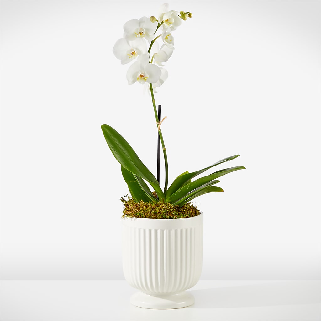 Whispering White Orchid – Coatesville Flower Shop, Coatesville PA