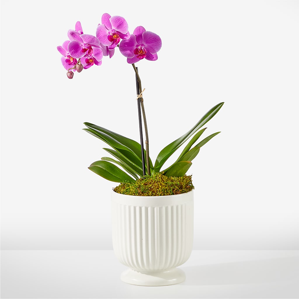 Friendly Fuchsia Orchid – Coatesville Flower Shop, Coatesville PA