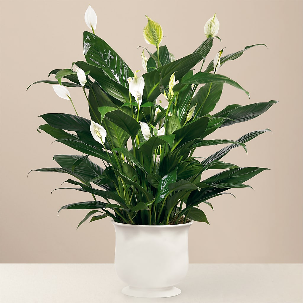 Comfort Planter – Coatesville Flower Shop, Coatesville PA
