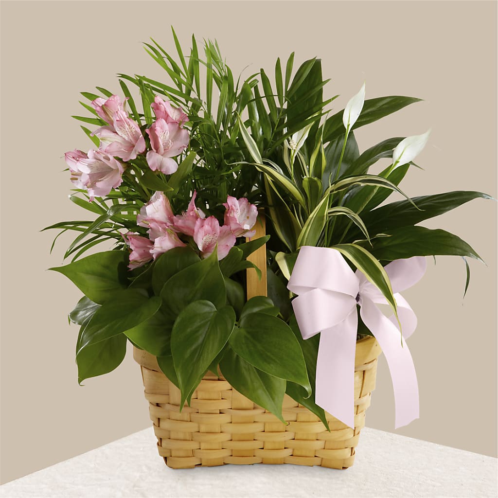 Living Spirit Dishgarden – Coatesville Flower Shop, Coatesville PA