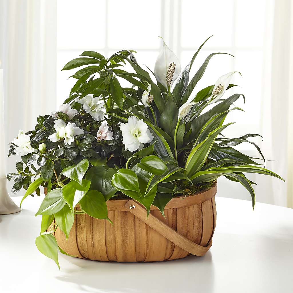 Serene Dishgarden – Coatesville Flower Shop, Coatesville PA