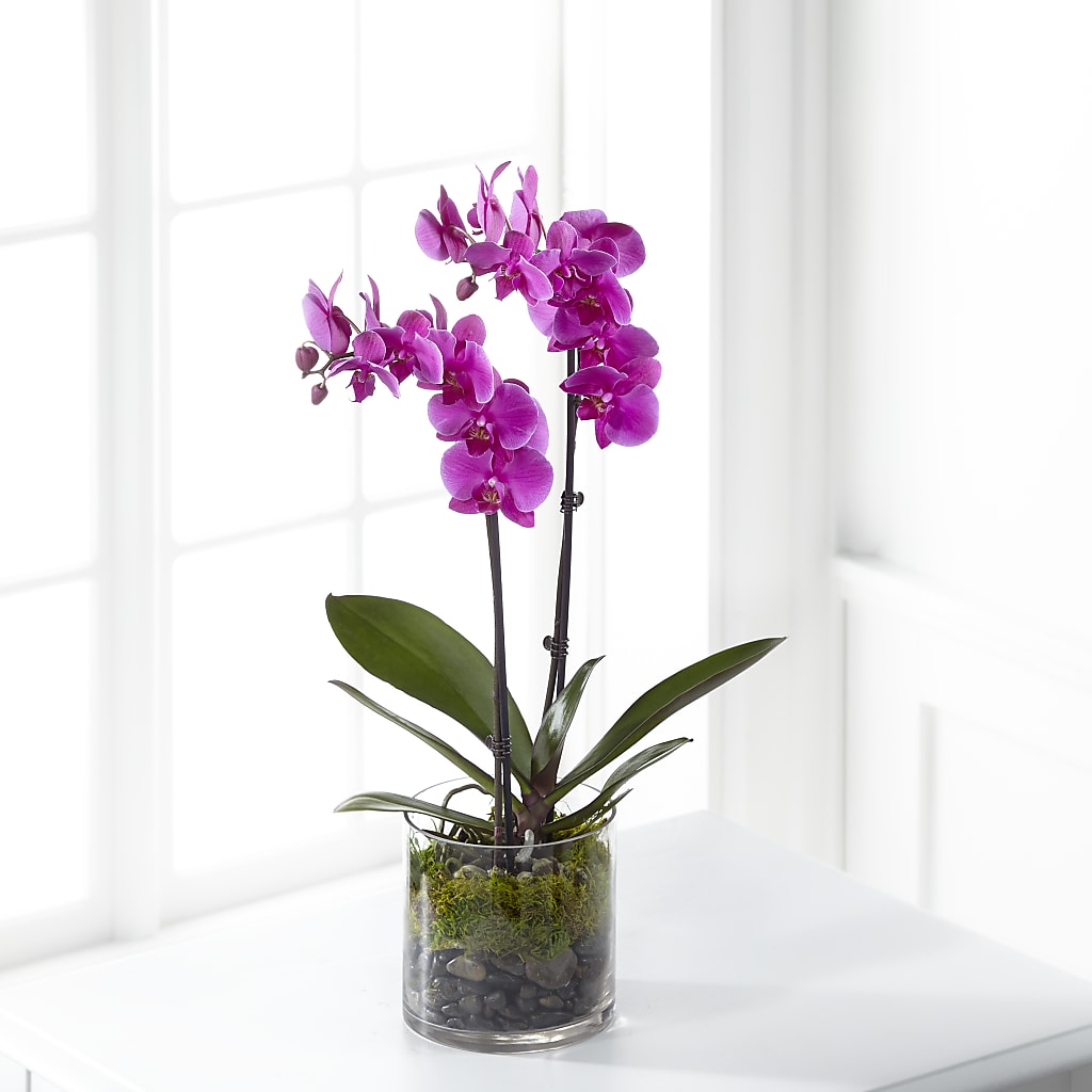 Pink Orchid Plant – Coatesville Flower Shop, Coatesville PA