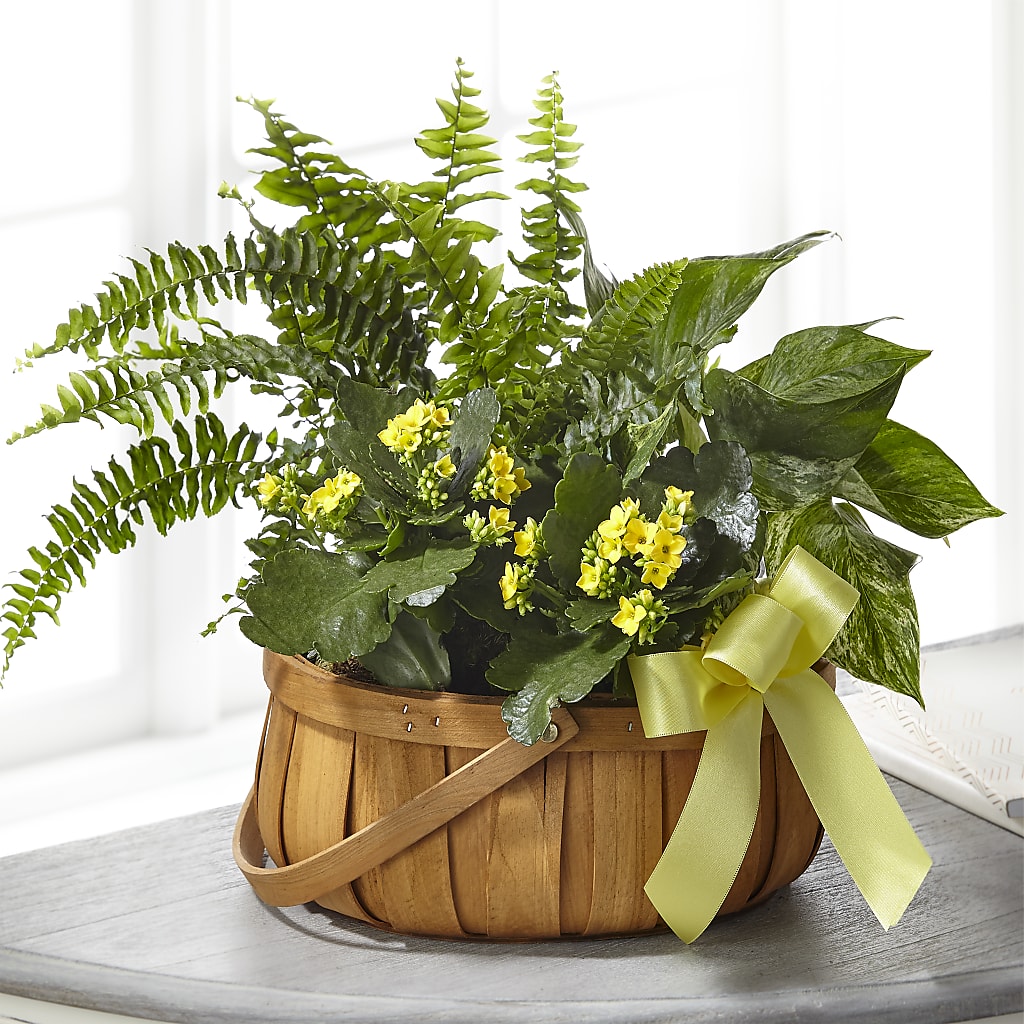 Always Dear Dishgarden – Coatesville Flower Shop, Coatesville PA