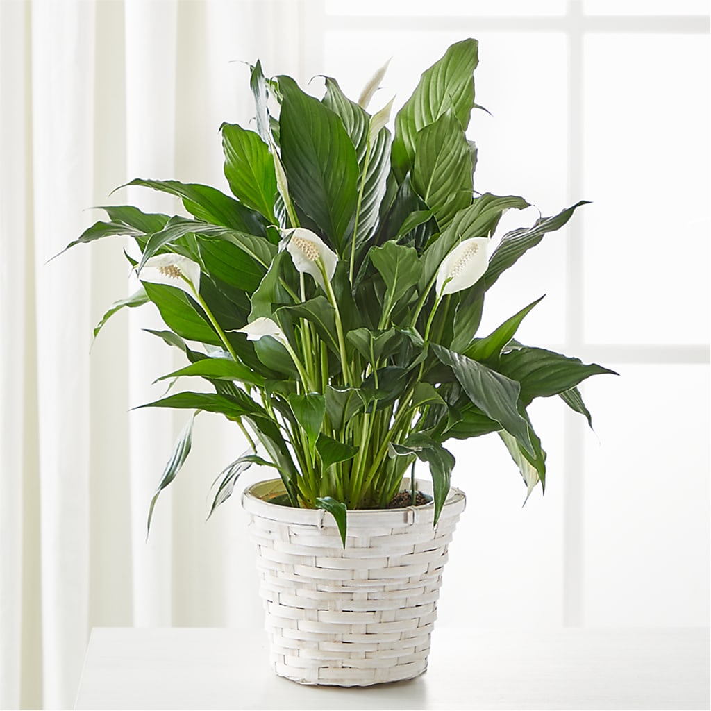 city of angels peace lily A New Leaf Peace Lily – white flower arrangement | Coatesville, PA
