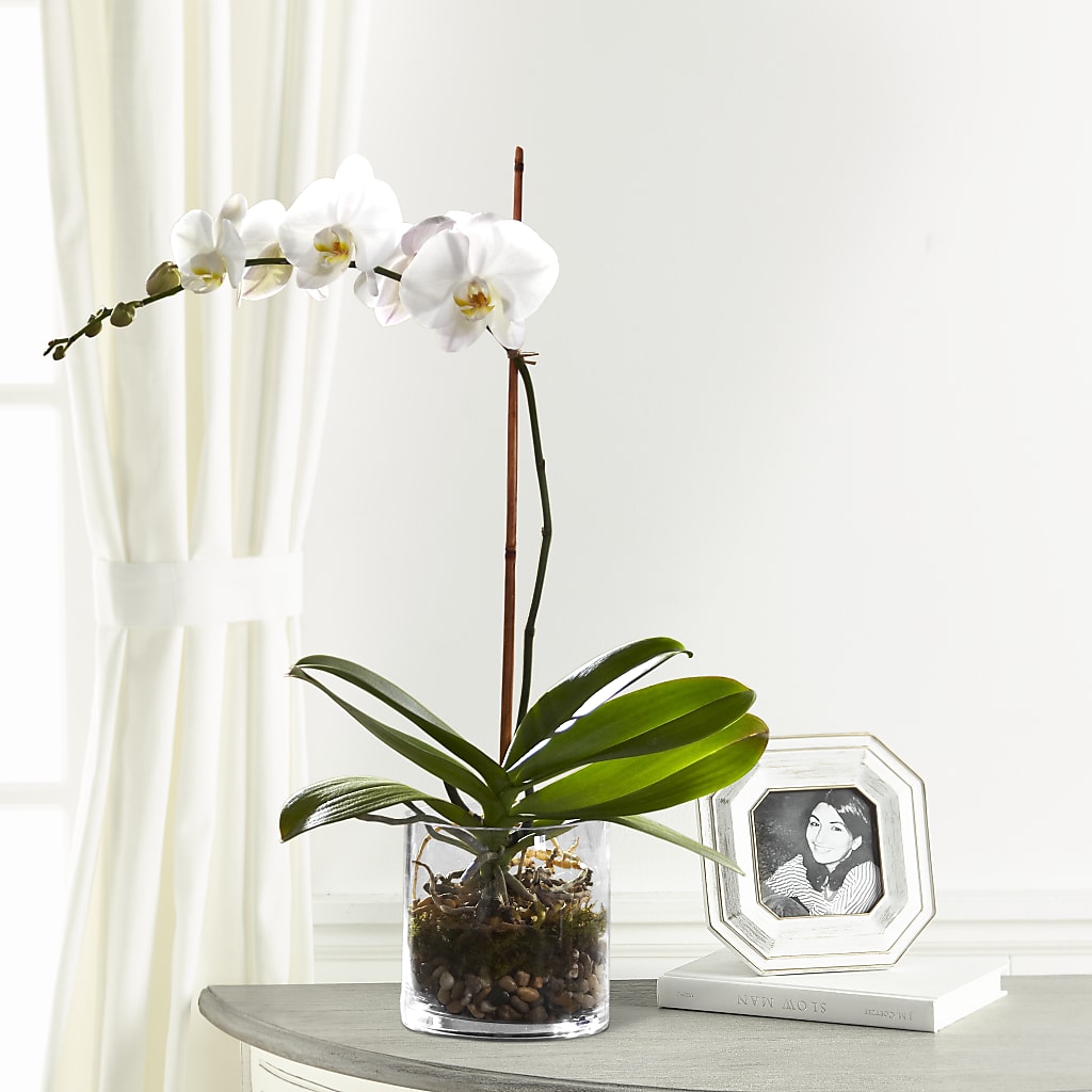 White Orchid Planter – Coatesville Flower Shop, Coatesville PA