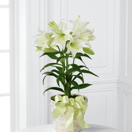 Easter Lily Plant –  Coatesville Flower Shop, Coatesville PA
