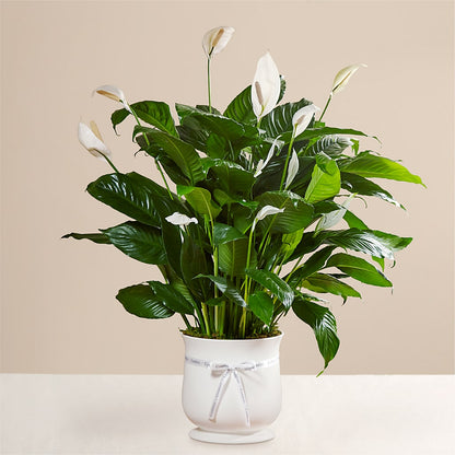 Comfort Planter –  Coatesville Flower Shop, Coatesville PA