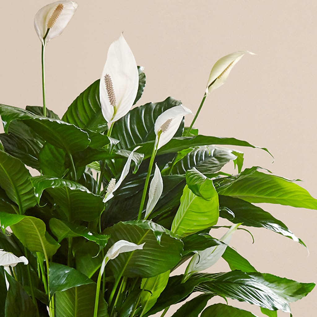Comfort Planter –  Coatesville Flower Shop, Coatesville PA