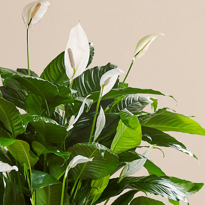 Comfort Planter –  Coatesville Flower Shop, Coatesville PA