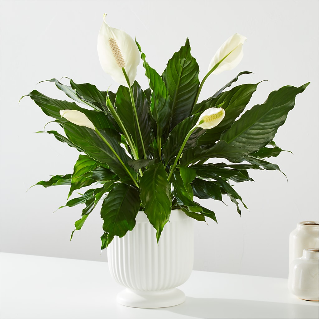 Comfort Planter –  Coatesville Flower Shop, Coatesville PA