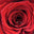 Same Day Flower Delivery by  Coatesville Flower Shop logo