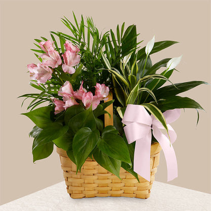 Living Spirit Dishgarden –  Coatesville Flower Shop, Coatesville PA