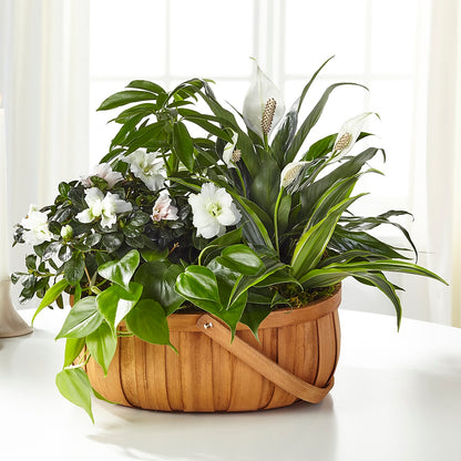 Serene Dishgarden –  Coatesville Flower Shop, Coatesville PA