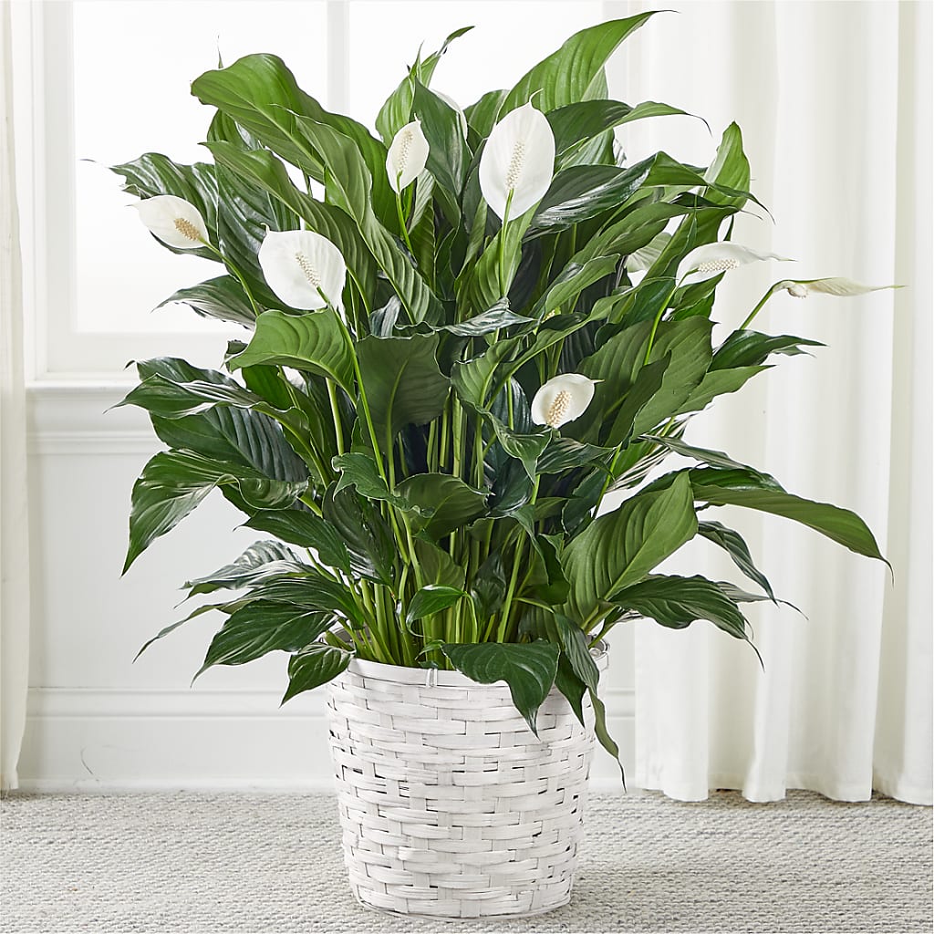 peace lily dobson nc A New Leaf Peace Lily