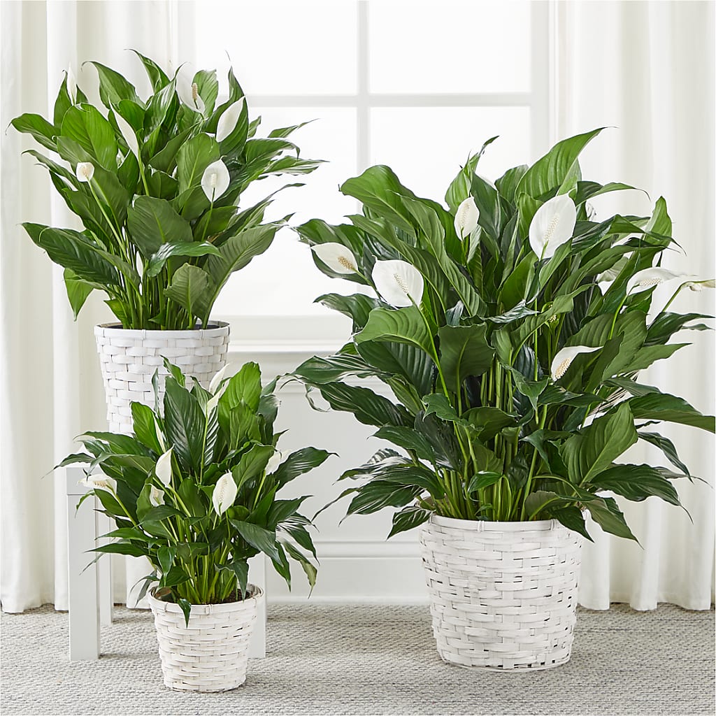 A New Leaf Peace Lily –  Coatesville Flower Shop, Coatesville PA