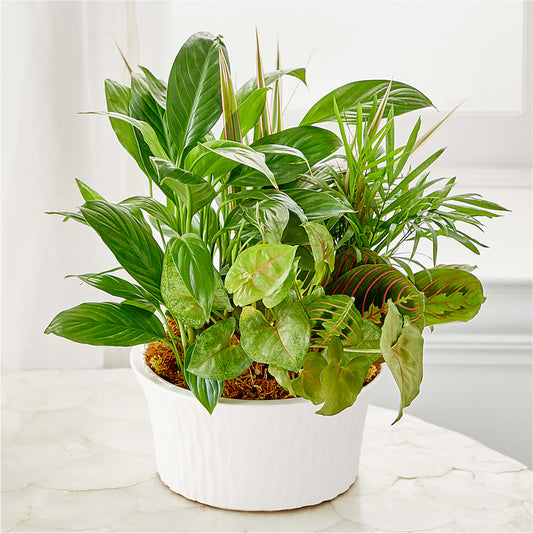 Balance & Harmony Dishgarden –  Coatesville Flower Shop, Coatesville PA