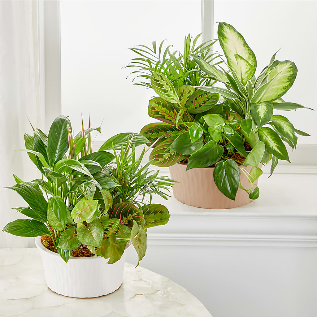 Balance & Harmony Dishgarden –  Coatesville Flower Shop, Coatesville PA