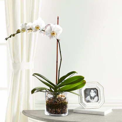 White Orchid Planter –  Coatesville Flower Shop, Coatesville PA