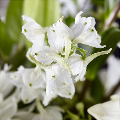 Classic Ivory – A Florist Original –  Coatesville Flower Shop, Coatesville PA